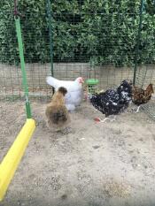 Kyllinger som nyter hakkeleken.