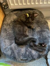 Kattungen kora elsker den nye sengen sin!