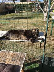 Katt som legger seg på Omlet stoff kattehylle i Omlet catio