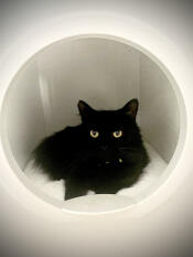 En svart katt som hviler i det lille huset sitt
