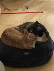 To katter som deler en smultringformet katteseng