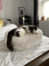 Katten min elsker den nye Omlet doughnut-sengen sin! 