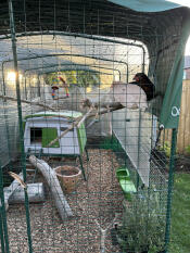 The green Eglu Cube hønsehus satt opp i en løpegård med inngangsparti