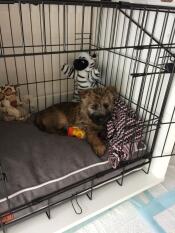 En liten brun hund i en Fido Nook -nisje med en grå seng inni