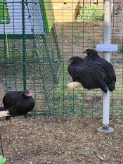 To black star- og en australorp-høne som koser seg på de vanlige sitteplassene i stolpetreet.