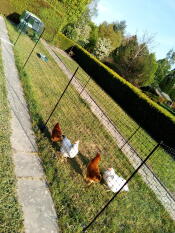 Omlet Eglu Cube stort hønsehus og kjør med kyllinger og Omlet kyllinggjerde i hagen