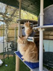 Tom og jerry nyter sin nye 5 x 3 x 2 katteløype og sittepinner.