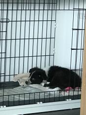 En svart og hvit hund som sover inne i en kasse