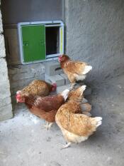 Omlet grønn automatisk hønsegårdsdør festet til hønsehus og kyllinger