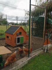 En grønn automatisk hønsegårdsåpner på et lite hønsehus