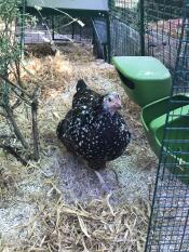 Hønene elsker å løpe rett gjennom hagen deres med ny bakdør installert under huset deres
