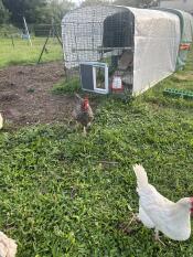 Strålende tillegg til hønsegården min. ville ikke vært det foruten, kyllinger Got vant til det veldig raskt etter at jeg kastet mat på den andre siden av det for å friste dem gjennom det. 