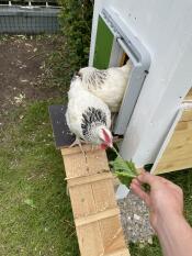 Kyllinger som kommer ut av gården deres gjennom en automatisk dør, tiltrukket av litt salat som ble gitt dem