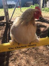 En kylling som sitter på en kyllinghuske