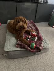 En brun krøllete hund som legger seg på den grå sengen sin