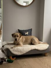 En hund som ligger på sin grå seng og saueskinnstopper