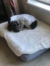 En hund som sover på den grå sengen og dekket av saueskinn