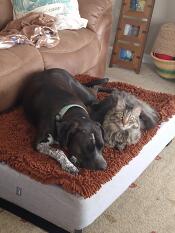 Juni carter og hennes bror dinky elsker begge sin Omlet seng!