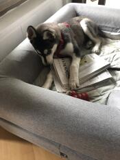 En hund som tygger en avis i sin grå seng med bolster topper
