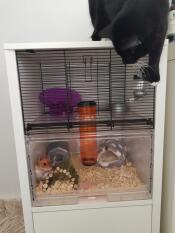 Chutney elsker det nye buret hennes (kattesikker!)