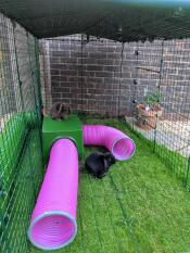 Kaninene våre bor i ly og leker i tunneler. både innvendig og på toppen! ?