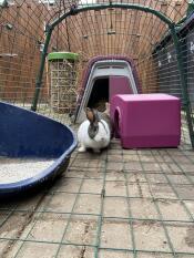 En kanin på løp med en lilla Go -hytte festet og et ly