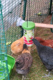 Kyllinger inne i en kylling kjører hakke en Caddi Godbit despencer.