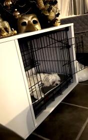 En hvit hund hviler inne i kassen hans