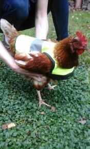 Kyllingvarslingsvesten tas forsiktig på
