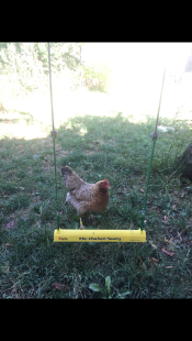 En kylling som står bak en kyllinghuske