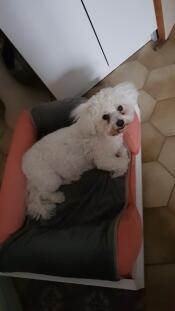 Hvit liten hund på en rosa memory foam bolster seng med et grått teppe