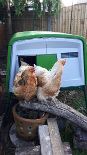 Betty og judy den dagen jeg satte opp det nye hønsehuset