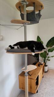 En katt som hviler på plattformen til det innendørs kattetreet sitt