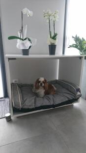 En liten brun og hvit hund i en stor hundeseng med en grå seng i og orkideer på toppen