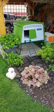 En grønn Eglu Cube kylling coop med en hvit kylling utenfor