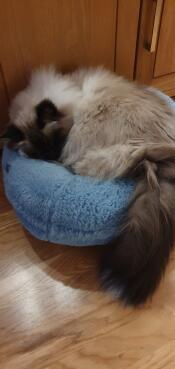 Casper hviler på smultringen sin.