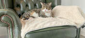 Katter vil elske å slappe av på dette luksuriøse, supermyke teppet for å ta en lang ettermiddagslur.