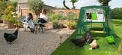 Kyllinger som streifer rundt i en hage med en stor grønn Cube med løp og tilbehør
