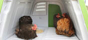 Kyllinger som nyter hekkeboksen inne i Eglu Go opp i hønsegården.
