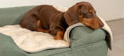 Hunden din vil elske en avslappet, dyp blund oppå det luksuriøse, supermyke hundeteppet.