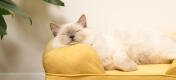Søt hvit, luftig katt som sitter på myk gul minneskum kattestøtteseng