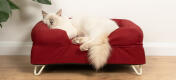 Søt hvit, luftig katt som sitter på merlot rød memory foam kattestøtteseng med hvite hårnålsføtter