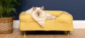 Søt hvit, luftig katt som sitter på myk gul minneskum kattestøtteseng med messinghetteføtter
