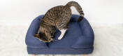 Søt katt koser seg på midnattsblå kattestøtteseng med minneskum