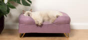 Søt, luftig hvit katt som sover på lavendel syrin minneskum kattestøtteseng med Go ld hårnålsføtter