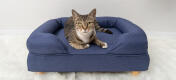 Søt katt som sitter på midnattsblå minneskum kattestøtteseng med runde treføtter