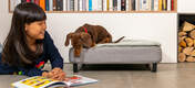 Hund undersøker jentebok mens han er på Omlet Topology hundeseng med vattert topper og svarte skinneføtter