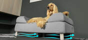 Hund som ligger på Omlet Topology hundeseng med bolster bed topper og hvite hårnålsføtter med luftstrøm