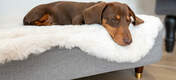 Hund som sover på Omlet Topology hundeseng med lammeskinnstrekk og ben i tre og messing