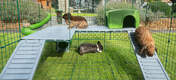 Tre kaniner i Omlet Zippi kanin lekegrind med Zippi plattformer